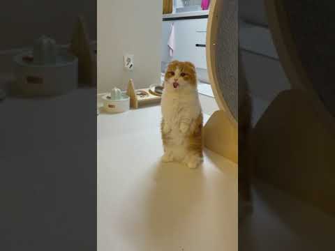 Kameraya Dil Çıkaran Sevimli Kedi
