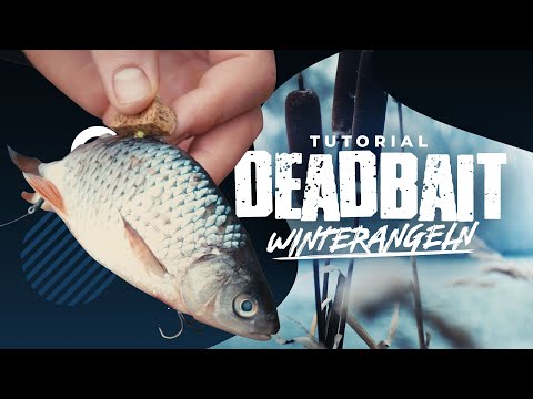 Schwebendes Köderfisch-System auf Hecht | Bauanleitungen