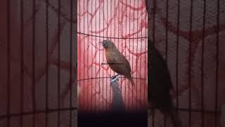 Download lagu tepus kepala abu gacor... mp3