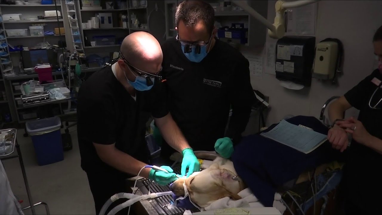 Saint Francis service dog gets root canal