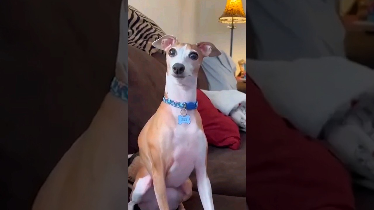 The Funniest Animals Ever! Watch #154 for a Good Laugh! #funnyanimals #pets #shorts