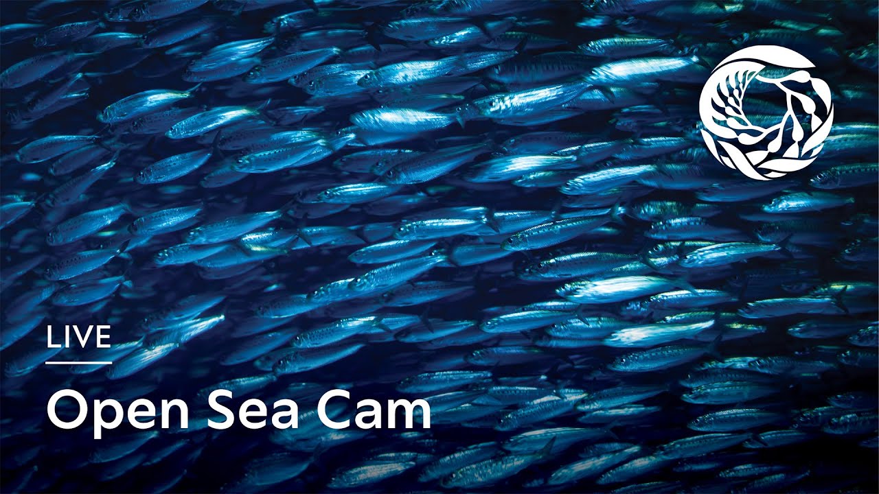 Live Open Sea Cam - Monterey Bay Aquarium