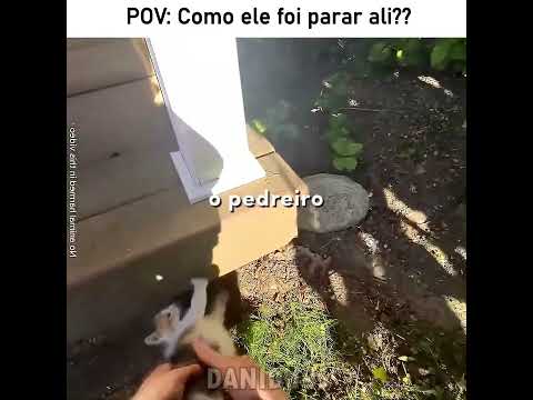 Quando você encontra um gato perdido é bem assim 😅 #edit #fyp #humor #animals