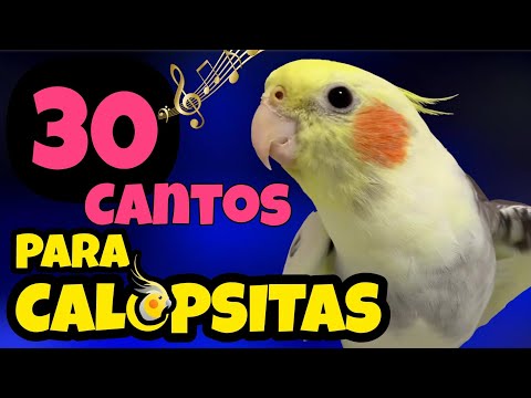 30 CANTOS Diferentes de CALOPSITA – Estímulo, Aprendizado e Diversão! [ASSOBIOS PARA CALOPSITAS]