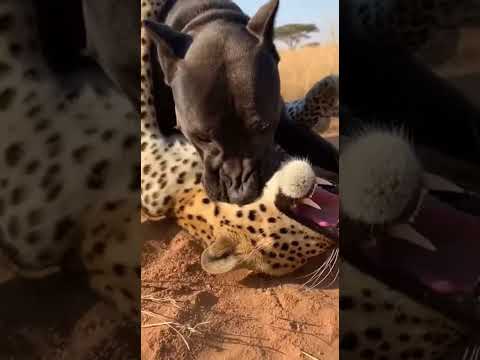 Cane Corso vs Leopard: The Ultimate Power Showdown! 🐾🔥