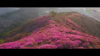 2019 여수 영취산 진달래 축제(드론영상) 전남의 명산 시리즈