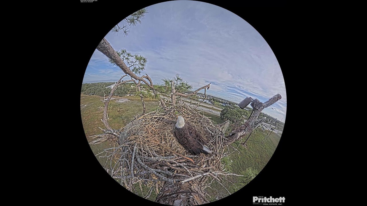 Southwest Florida Eagle Cam - Cam 360