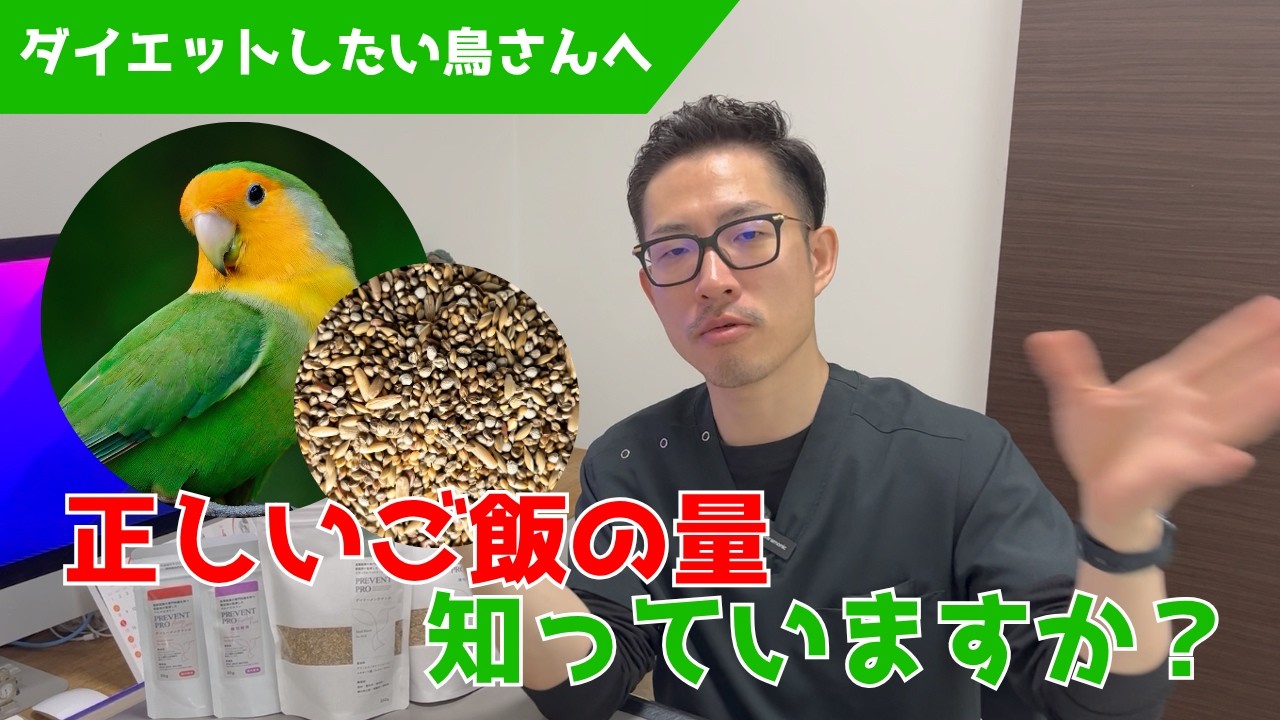 【質問コーナー】コザクラインコが吐き戻しのときに首を横に振るのは普通？コザクラインコのダイエットのための適切なご飯の量は？オキナインコのワキが剥げているのはなぜ？