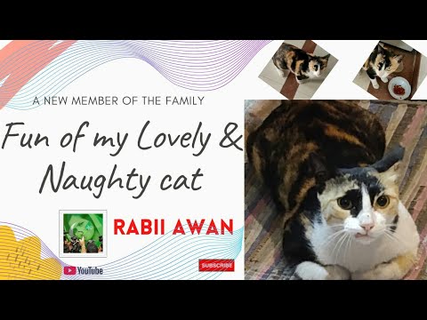 This lovely cat will definitely melt your heart ♥ || Rabii Awan