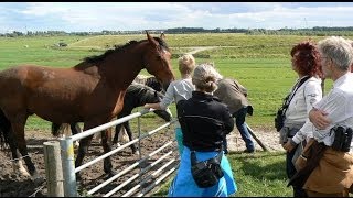 preview picture of video 'HWL - Excursie Hoekschewaards Landschap - Polder Groot Koninkrijk / s'Gravendeel 2013'