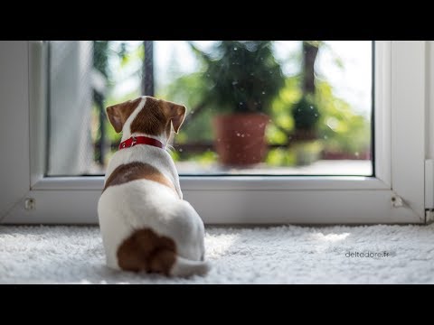 Vorteil TYXAL+ 2/5: Die Alarmanlage, die mit Tieren kompatibel ist.