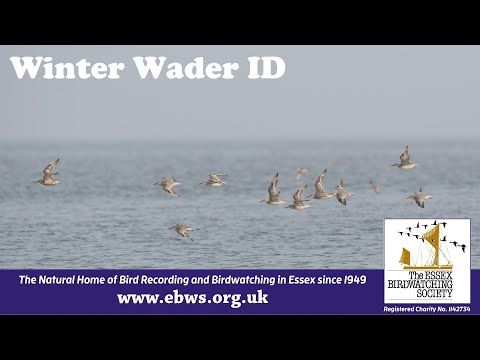 How to... Identify Winter Waders