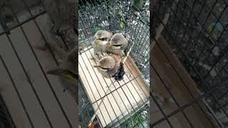 Download lagu Anak burung cendet umur 1 minggu #shorts #burungcendet #cendetgacor mp3