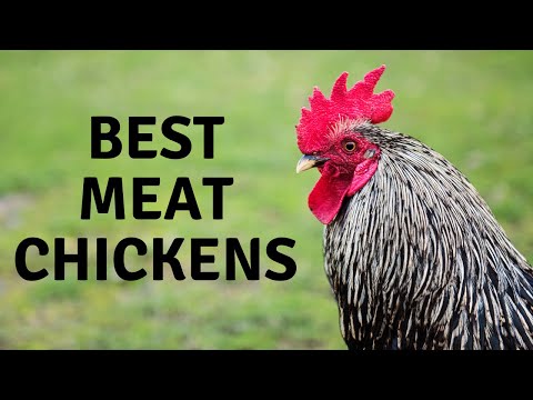 , title : 'Best Chickens for Meat and profit'