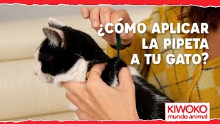 Kiwoko ¿Cómo poner una PIPETA a un GATO? 【¡Paso a paso! ✅】 anuncio