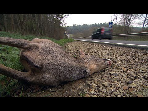 Richtiges Verhalten bei Wildunfällen | SWR | Landesschau Rheinland-Pfalz