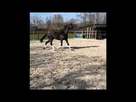 Peru's Armani Sartors Showtime x Peru's Scen-Tao