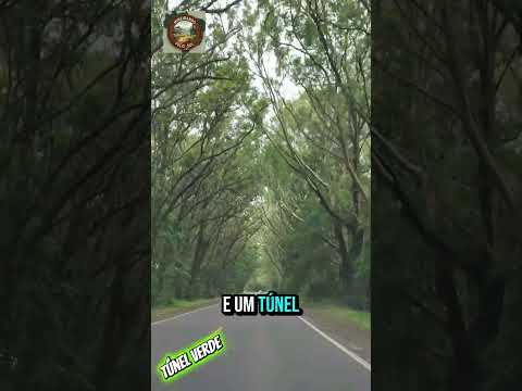 TÚNEL VERDE 💚 (Balneário Pinhal)#riograndedosul #turismo #oracsodameianoite