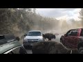 Bison Stampede Through Traffic Jam In Yellowstone