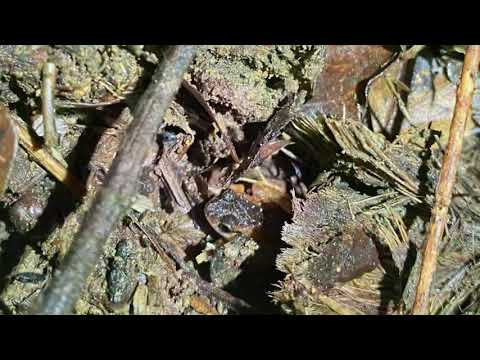 Coquí melodioso (Eleutherodactylus wightmanae)