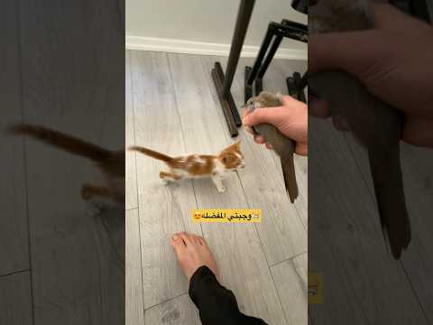 لو انتو مكاني شو بتعملو بتعطوه الطير ولا تتركوه ؟😂 #روناس #cat #اكسبلور #قطط #اعتني