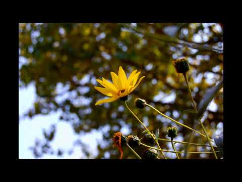 Geführte Mantra-Meditation für Stärkung der Selbstliebe ✯ Meditationsadventskalender ✯ 22. Dezember