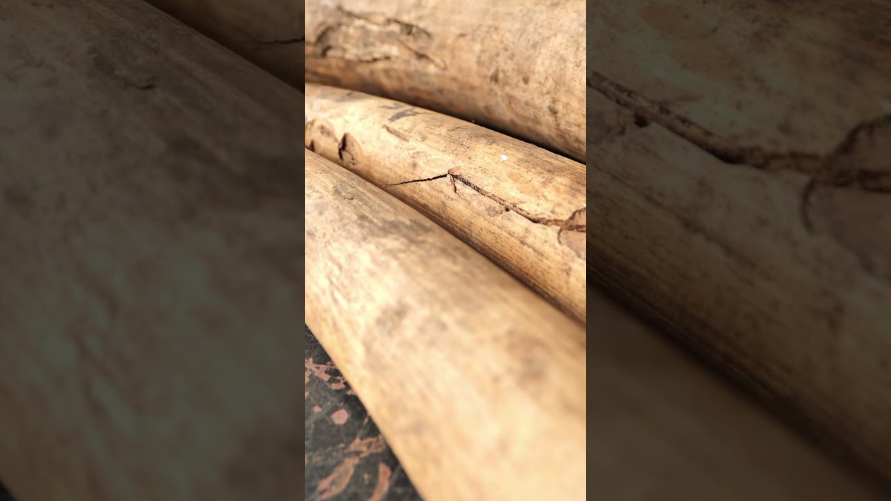 Confiscated elephant tusks show the cost of poaching