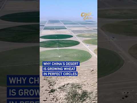 Why China's desert is growing wheat in perfect circles