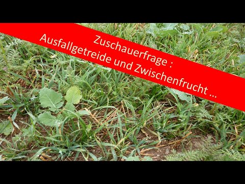 Zuschauerfrage : Ausfallgetreide und Zwischenfrucht ...