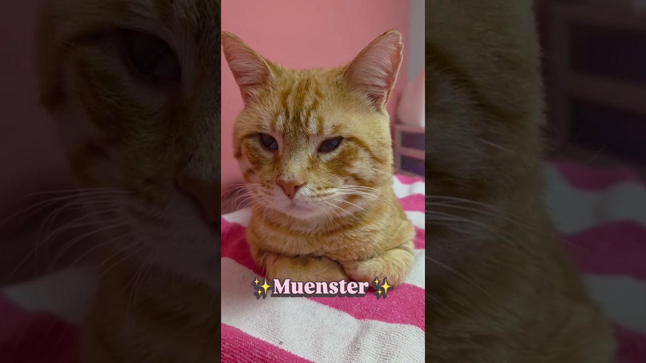 Muenster, a ADOPTABLE American Shorthair in Athens, GA video 1/5