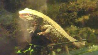 preview picture of video 'Three-spined stickleback in a Paludarium / Stichlingsbecken @ Aquazoo [25/48]'