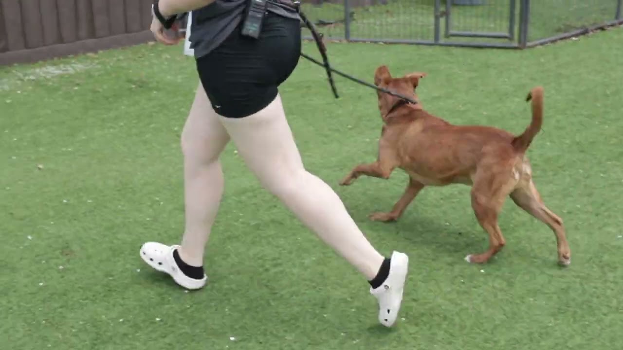 Enlarge Kash AKA Angel, a Adoptable mixed breed in Etna, NH video 6/6