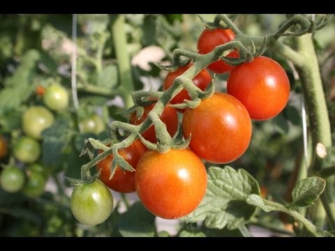 Dan odprtih vrat pri Vrtnarstvu Alt s predstavitvijo visokorodne cepljene zelenjave