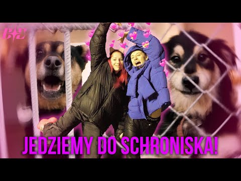 PIESKOWY RECITAL - JEDZIEMY DO SCHRONISKA! 🐶