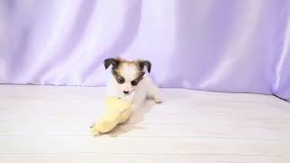 パピヨンの動画01