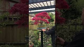 Download lagu Beautiful Shin Deshojo Japanese Maple.. #bonsai #bonsaigarden #bonsailife #japanese #japanesemaple mp3