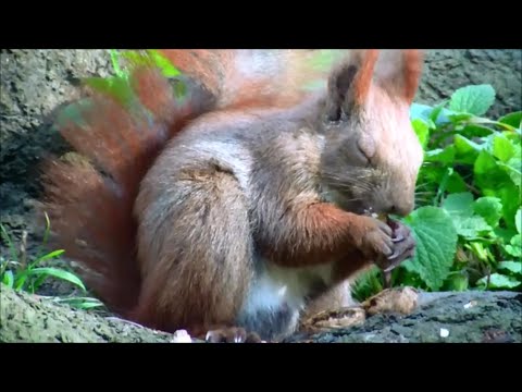 Hamburger Eichhörnchen im Portugiesenviertel
