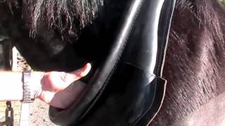 preview picture of video 'Fitting the Collar - Nick van der Sande from Pirongia Clydesdales'