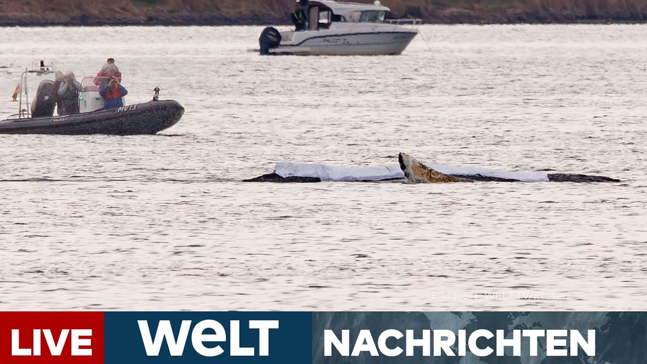 SCHICKSALSTAG FÜR TIMMY? Drama um gestandeten Wal ‒ Experten sehr skeptisch | WELT LIVESTREAM