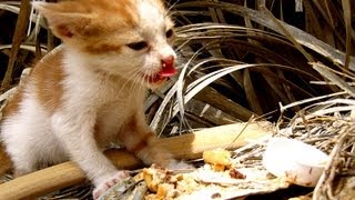 preview picture of video 'TUNISIA - Baby kitten lost in Tozeur palm grove!'