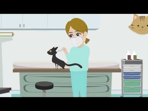What is Feline Infectious Peritonitis (FIP)?