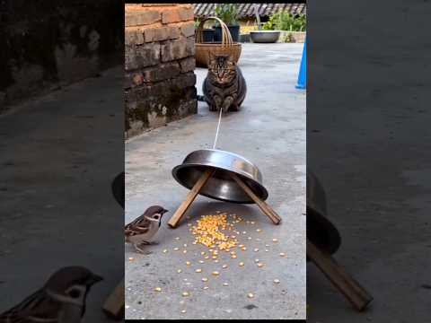 cat Tumhara Kitna talent hai🫢#cat #shorts