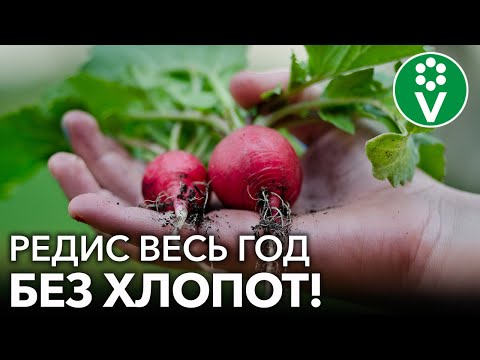 КАК ВЫРАСТИТЬ КРУПНЫЙ РЕДИС? Сеем редис без лишних заморочек проверенным годами методом