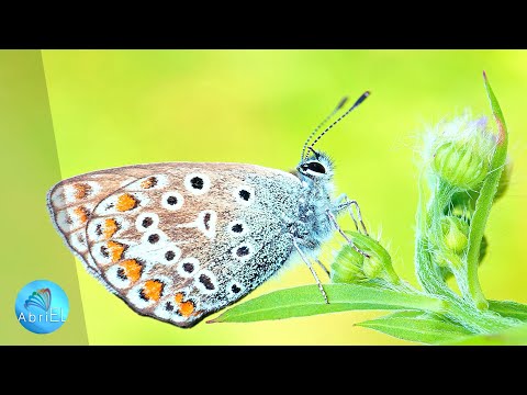 Muzică de Vindecare a Inimii ce Eliberează Rănile Trecutului şi Deschide Inima către lubire Curatä