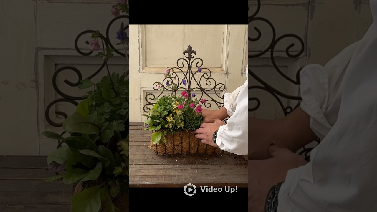 アイアン壁掛けに植える‼️#shorts #ガーデニング #園芸 #フローラ黒田園芸 #黒田園芸 #黒田健太郎 #フローラ黒田園芸ガーデニングチャンネル