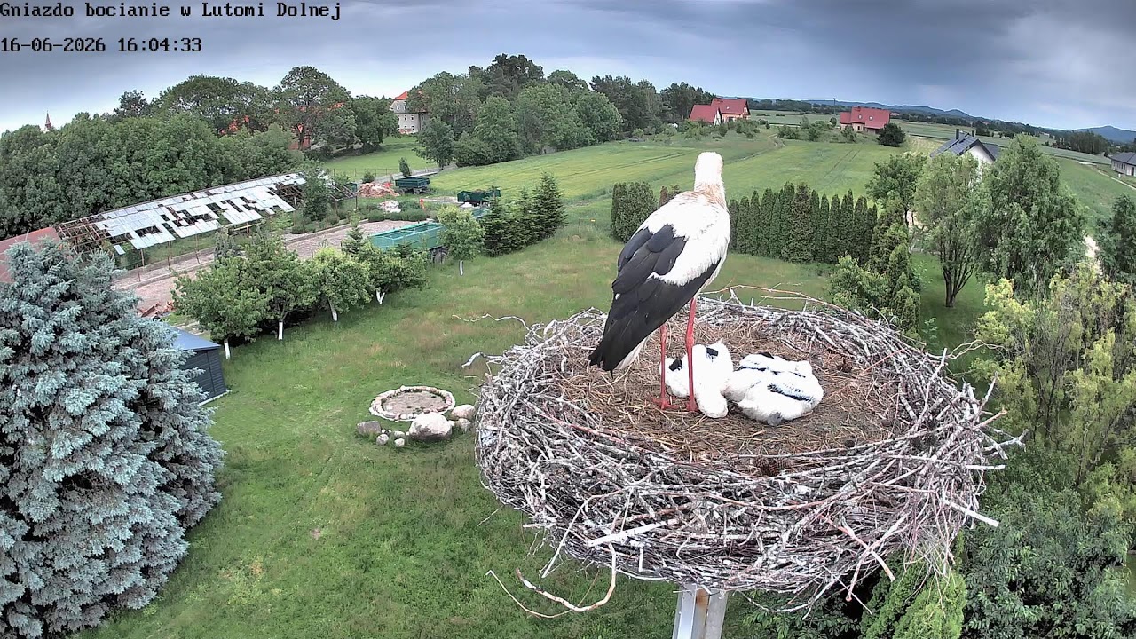 Live webcam view of White Stork Nest, Lutomia Dolna