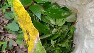 im going to search pig food (Broken English )🐷🐷🐷🌿🌿🌿