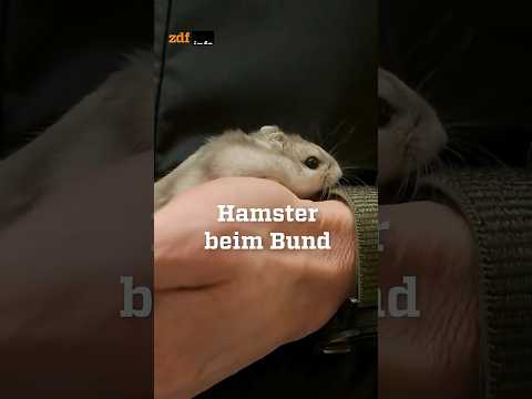 Kamerad Jan Olaf: Ein Hamster bei der Bundeswehr #zdfinfo #Bundeswehr #Militär