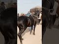 Update Mandi Amirpur Horse For Sale Beautiful Horse Lovely Horse Special Horse Village Round