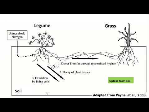 Integrating legumes into forage systems (rerun)